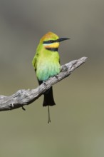 Rainbow Bee-eater (Merops ornatus) male perched on a branch, South Australia, Australia