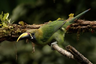 Emerald Toucanet (Aulacorhynchus prasinus) perched on a branch, Costa Rica