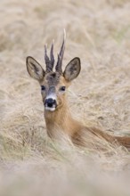 European roe deer (Capreolus capreolus) buck, male with deformed antlers showing distorted spike in