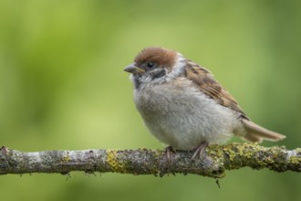 Eurasian Tree Sparrow (Passer montanus) perched on a branch, Lower Saxony, Germany