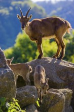 One adult female ibex (Capra ibex) and two of her babies standing on rocks