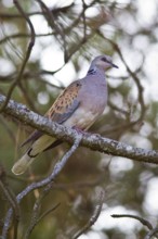 European Turtle Dove (Streptopelia Turtur), perched on a branch, Galicia, España