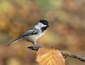 Black-capped Chickadee (Poecile atricapillus) perched on a branch, Saskatchewan, Canada