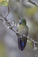 Scaled Metaltail (Metallura aeneocauda), Abra Malaga Area, Peru