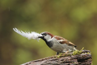 House Sparrow (Passer domesticus) male with feather in beak, Lower Saxony, Germany
