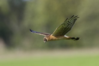 Steppenweihe, lat. Circus macrourus, Jungvogel im niedrigen Suchflug von der Seite über der