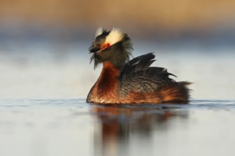 Horned Grebe (Podiceps auritus), Manitoba, Canada