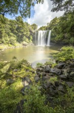 Waterfall of Rainbow Falls flowing into a river in dense forest, Kerikeri, New Zealand, Oceania