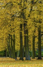 Autumn time, trees and foliage in the park, Berlin, Germany