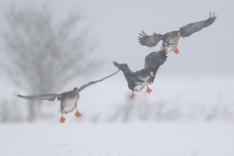 Greater White-fronted Goose (Anser albifrons) flying with juvenile, North Rhine-Westphalia, Germany