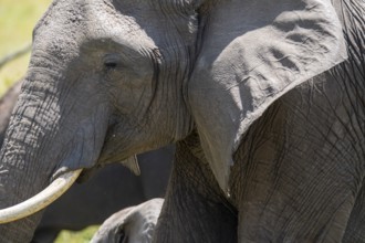 Detailed close-up image of an African elephant's textured skin and tusk, captured in the natural