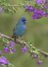 Indigo Bunting (Passerina cyanea) male perched on a flowering branch, Texas, USA