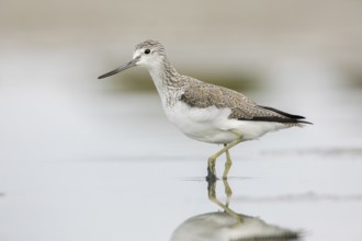 Common Greenshank (Tringa nebularia), Victoria, Australia
