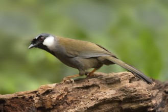 Black-throated Laughingthrush (Garrulax chinensis), Yunnan, China