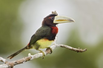 Ivory-billed Aracari (Pteroglossus azara), Ecuador