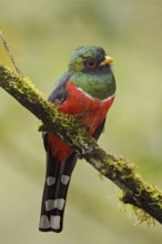 Masked Trogon (Trogon personatus) male, Ecuador