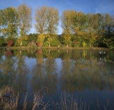 Autumnal poplars (Populus) in front of a carp pond, Beerbach, Middle Franconia, Bavaria, Germany