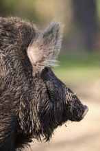 Wild boar (Sus scrofa) in a forest, ear, detail, Bavaria, Germany Europe