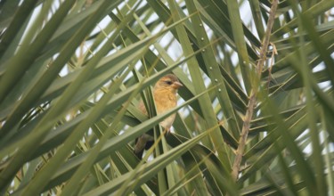 A zitting cisticola or streaked fantail warbler (Cisticola juncidis), Sreepur, Gazipur, Bangladesh