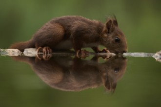 A close-up of a squirrel delicately drinking water from a tranquil lake, capturing nature's serene