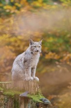 Eurasian lynx (Lynx lynx), sitting on tree trunk in autumn forest