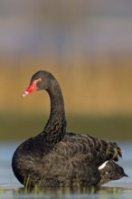Black swan (Cygnus atratus), swims, waters, biotope, habitat, foraging, swan family, Der Spieß