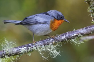 Flame-throated Warbler (Parula gutturalis) perched on a branch in Costa Rica
