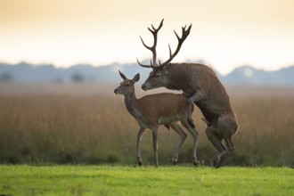 Red deer (Cervus elaphus) mating, Hoenderloo, Gelderland, Netherlands