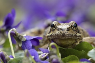 Common frog (Rana temporaria) adult amphibian on garden blue violet flowers in spring, England,