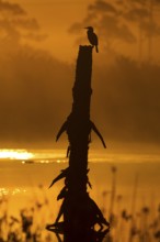 Double-crested Cormorant (Phalacrocorax auritus), Florida, USA