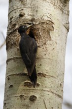 Black Woodpecker (Dryocopus martius) female at nesting hole, Poland