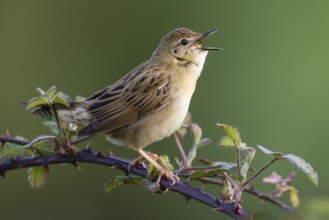 Common Grasshopper Warbler (Locustella naevia) male singing, Asturias, Spain