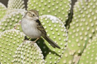 Brewer's Sparrow (Spizella breweri), Arizona, USA