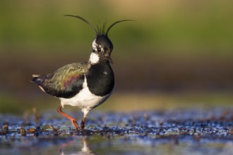 Northern Lapwing (Vanellus vanellus), Poland