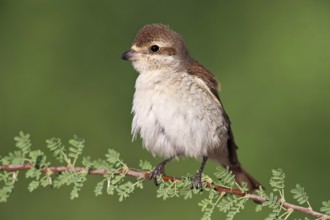 Red-backed Shrike (Lanius collurio) juvenile, Eilat, Israel