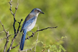 Woodhouse’s Scrub-Jay Aphelocoma woodhouseii Portal, Cochise County, Arizona, United States 25 May