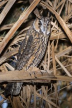 Long-eared Owl (Asio otus), Eilat, Israel