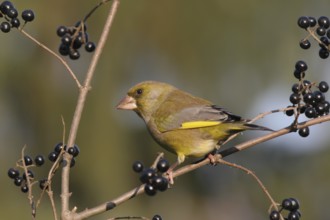 European Greenfinch (Chloris chloris), Baden-Wuerttemberg, Germany