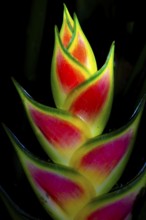 Heliconia (Heliconia wagneriana), flowering at night, tropical rainforest at night, Heredia