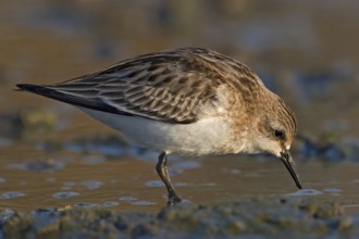 Long-toed Stint (Calidris subminuta) foraging, Western Australia, Australia