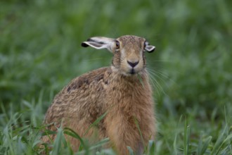 European brown hare (Lepus europaeus) adult animal feeding in a farmland cereal field in summer,