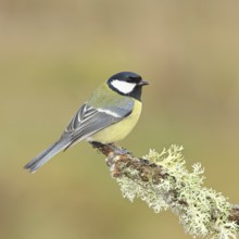Great Tit (Parus major), sitting on a branch overgrown with moss and lichen, Wildlife, Animals,