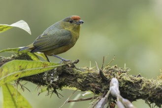 Spot-crowned Euphonia (Euphonia imitans) perched on a branch in Panama