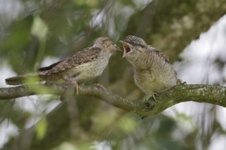 Eurasian Wryneck (Jynx torquilla) juvenile, Saxony, Germany