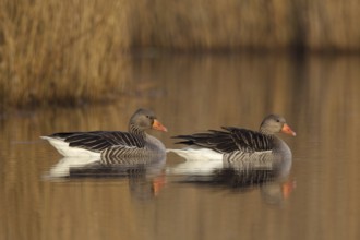 Greylag Goose (Anser anser), Utrecht, Netherlands