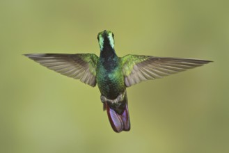 Green-breasted Mango (Anthracothorax prevostii), Costa Rica