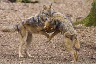 Two wolves standing in an upright position in the forest, interacting and playing with each other,