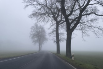 Driver's perspective view of foggy, foggy country road with trees next to the road in thick fog in