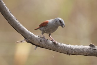 Red-winged Pytilia (Pytilia phoenicoptera) perched on a branch, Gambia