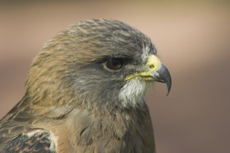 Swainson's Hawk (Buteo swainsoni), Alberta, Canada